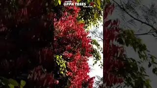new trending uppa rooms location beautiful tray green colour #shortvideo #uppa fraud hukumpeta