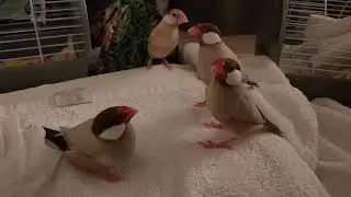 Java Finch Bedtime Chaos