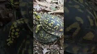 box turtle sex! mating game we found this today while taking a long hike. #boxturtle