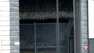 Chicken Save Vigil at Maple Leaf Poultry Toronto July 26 2013