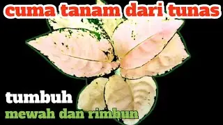 Cuma Dari Tunas! Rahasia Suksom White Tumbuh Mewah dan Rimbun.