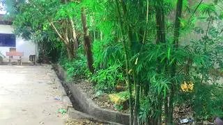 Satisfying Side Yard Transformation &ndash; Mowing & Fence Line Cleanup/ 