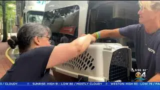 Rise In Inflation Affecting Pets From Adoption