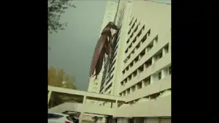 GIANT COCKROACH LANDED IN IRAN ON AUGUST 2016 在伊朗国家发现好多大蟑螂