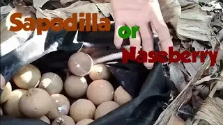 Time To Harvest Sapodilla Fruits ! Picking Farm Fresh Sapodilla/NaseBerry 🇯🇲
