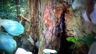 APULEIA LEIOCARPA 