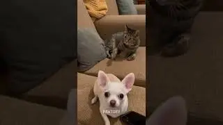 Epic Cat vs Dog Fight: Laughing Phone Triggers Pet War!