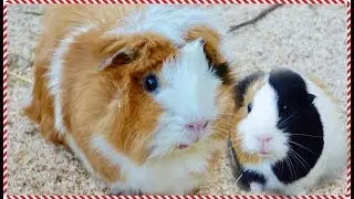 Daily Guinea Pig Routine | Pigmas 2017