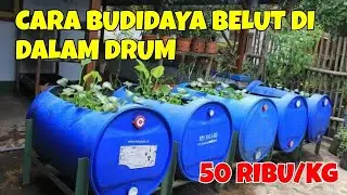 CARA BUDIDAYA BELUT DALAM DRUM DENGAN CARA INI, SANGAT MENJANJIKAN