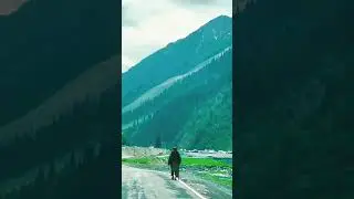 True caller #shortvideo