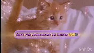 Manifest a kitten 🐈&zwj;⬛🌚🌛|| affirmation sub