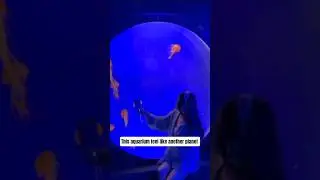 Shanghai Ocean Aquarium: An Underwater Adventure