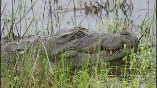 Marsh Crocodile || MAGAR || @RukhsarCreation