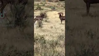 Ram fight ends in an unexpected way 😳