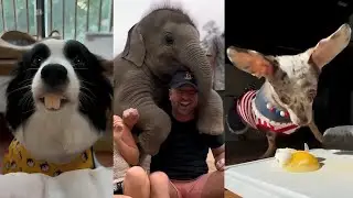 Funniest / cutest animals 2025 that had me ROFL! pt.11