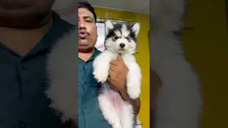 Siberian Husky Puppy Price in Kolkata. #shorts #dog