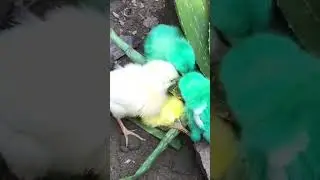 Daily Pakistan Routine hen chicken 🐓 sweet chicken #youtubeshorts #shortvideo #hen
