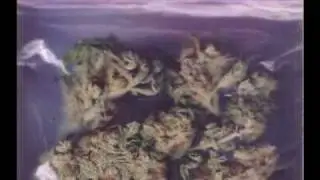 Sac-A-Da-Indo - Hystables