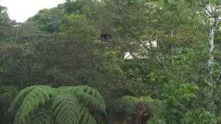 White-Face Capuchins - Cielo Lodge