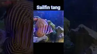 Marine aquarium| Red Sea Sailfin Tang | Indian Sailfin Tang