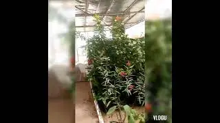 flower shop in desert of kuwait, wafra area,