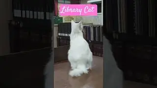 Library cat #librarycat #library #bookwormcat
