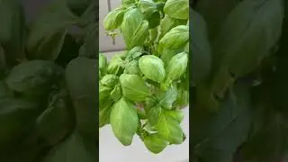 Fragrant basal plant #summer #love #garden #lunatonisecretgarden #basal