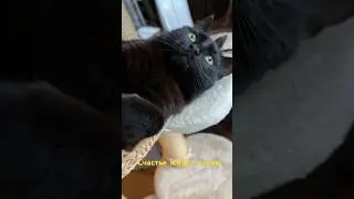 Счастье жить с котом. Подпишись и поставь лайк если согласен #catcontent #cat
