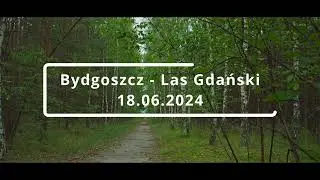 A Short Walk in the Forest in Central Poland (16.06.2024)