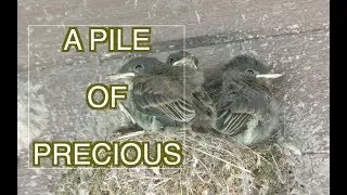 Eastern Phoebe Nest: NARRATED