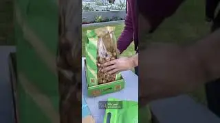 دهران - تمور بالما