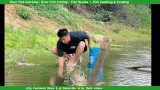 Catch snails in the river naturally | Catching snails and Eating - Snail catch and cook