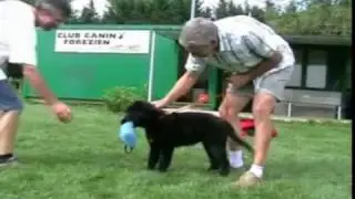 Groenendaeler reu Garry van werkhondenkennel Perro de la Casa Negra