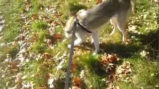 Otus and Chinook Mouse Hunting Comes to and End [Siberian Huskies]