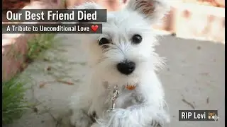 Our Best Friend Died: A Tribute to Unconditional Love ❤️ RIP Levi 🐶#dog #dogshort #doglife