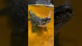 Dive into the captivating world of crocodiles! 🐊 #shorts