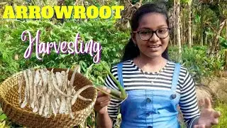 Arrowroot Harvesting/கூவ கிழங்கு