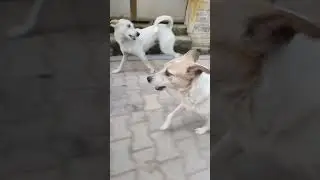 Race shuru! 🐶🔥#dogs #dogsoftiktok #dogshorts #alertdog #doggys #aww #foryoupage #doglove #petshorts