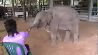 Friends of the Asian Elephant Foundation Hospital