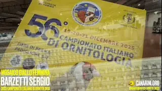Barzetti Sergio - Campione italiano di ornitologia 2025 a Parma - Canarini Giallo Mosaico Femminile.