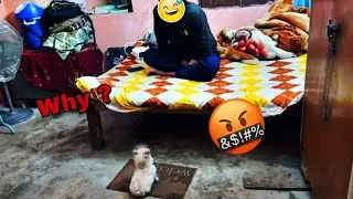 Why My Brother&rsquo;s Dog Trickey Is Barking at Him 😱🐶 | Funny & Shocking Reaction
