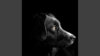 Cachorro