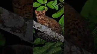 Marbled Cat EP26 | The Elusive Feline of Southeast Asia's Forests