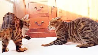 Grandma Cat Bella Disciplines her Granddaughter Infinity