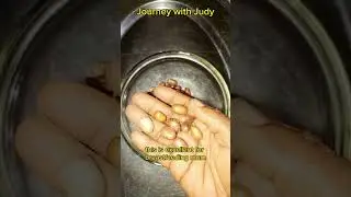 Miracle Seed || parked with many nutrients #shortvideo #health #wealth #shorts