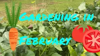 Planting in February:  Growing your own food