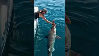 🦈 Feeding a Wild Shark Right Beside the Boat 🌊😱 #SharkEncounter #WildSharks #OceanPredator