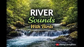 2 Hours River Sounds with Birds (Natural Only) 🌿 | No Music