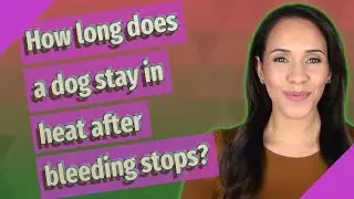 How long does a dog stay in heat after bleeding stops?