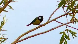 Chant de la M&eacute;sange Charbonni&egrave;re / Great Tit Singing